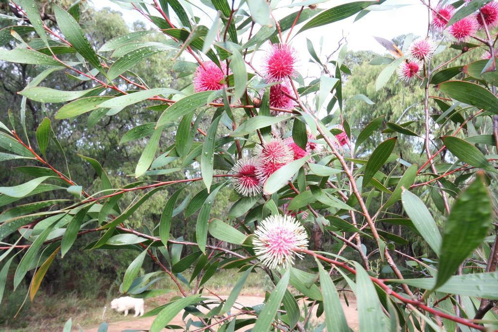 Margaret River Bed & Breakfast Ngoại thất bức ảnh
