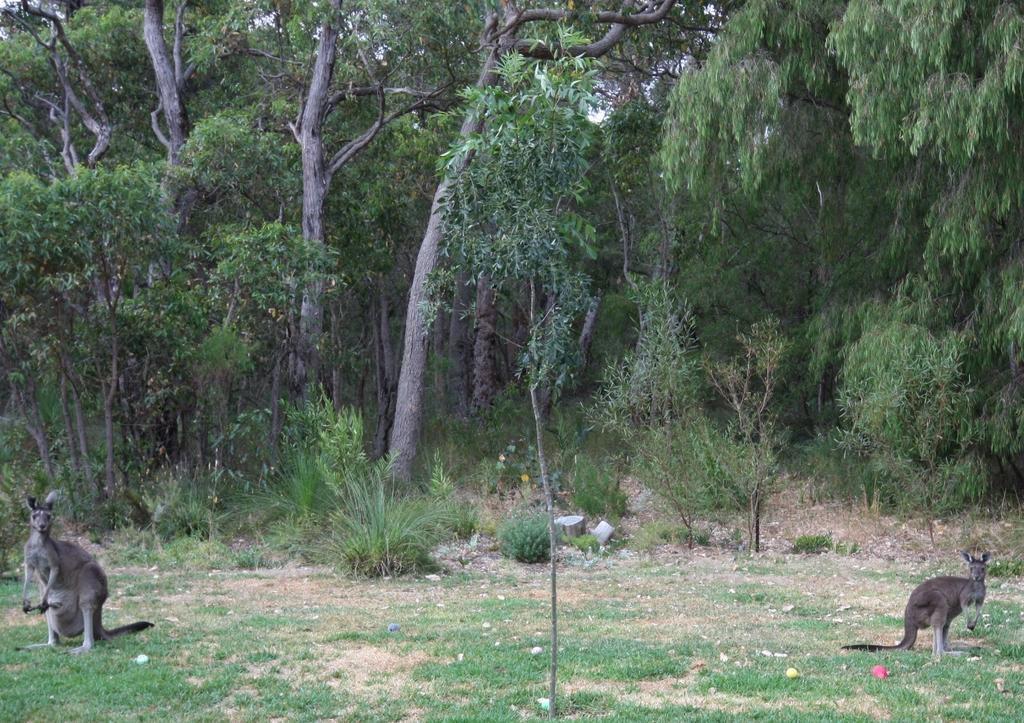 Margaret River Bed & Breakfast Ngoại thất bức ảnh